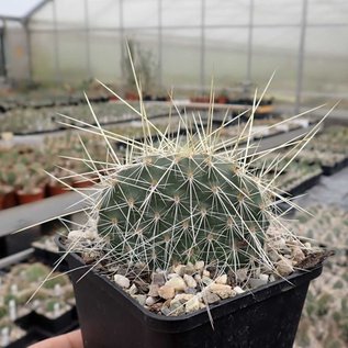 Opuntia polyacantha   Bandelier National Monument, Santa Fe, New Mexico, USA, 1900 m     (dw)