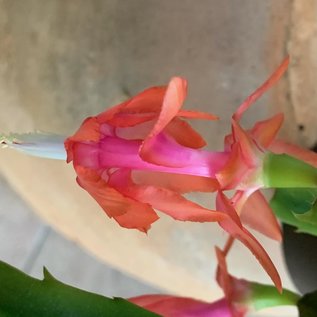 Schlumbergera truncata   Wald bei Teresopolis