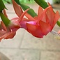 Schlumbergera truncata   Wald bei Teresopolis