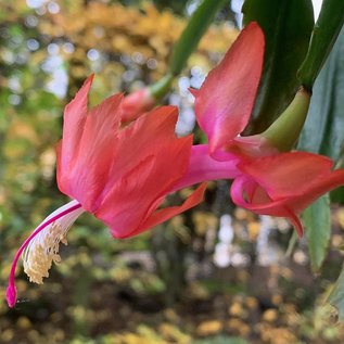 Schlumbergera truncata   Wald bei Teresopolis