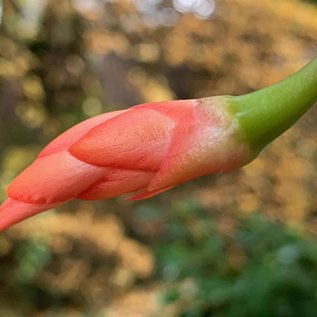 Schlumbergera truncata   Wald bei Teresopolis