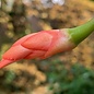 Schlumbergera truncata   Wald bei Teresopolis