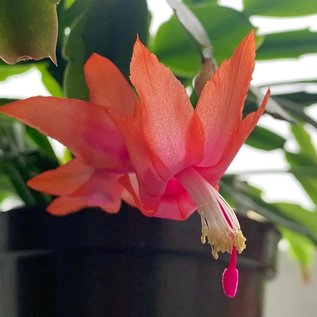 Schlumbergera truncata   Wald bei Teresopolis