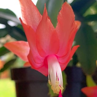 Schlumbergera truncata   Wald bei Teresopolis