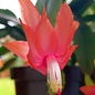 Schlumbergera truncata   Wald bei Teresopolis