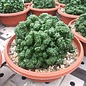 Euphorbia enopla     cristata