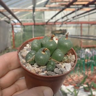 Conophytum uvaeforme