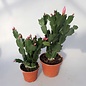 Schlumbergera-Hybr. Thor Carolyne