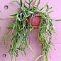 Rhipsalis micrantha fa. roseana monstrosa