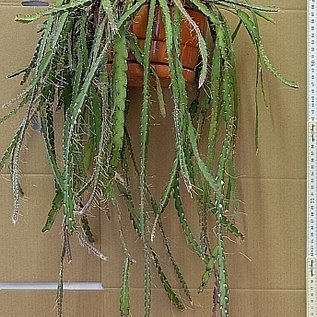 Rhipsalis spec.  HU 997 Arroio da Seca, Rio Grande do Sul, Brasilien