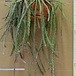 Rhipsalis spec.  HU 997 Arroio da Seca, Rio Grande do Sul, Brasilien