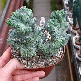 Myrtillocactus geometrizans  strictum   cristata