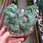 Myrtillocactus geometrizans  strictum   cristata