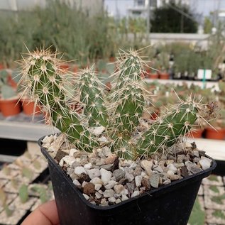 Opuntia polyacantha cv. Peter Pan      (dw)