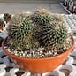 Mammillaria bernalensis  Rep. 032 Colon, Querétaro, Mexico, 2000 m