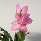 Schlumbergera-Hybr. Thor Ida