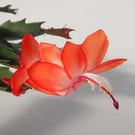 Schlumbergera-Hybr. Thor Olivia