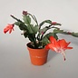 Schlumbergera-Hybr. Thor Olivia