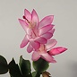 Schlumbergera-Hybr. Thor Carolyne