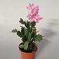 Schlumbergera-Hybr. Thor Carolyne