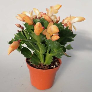 Schlumbergera-Hybr. `Thor Sophia