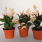 Schlumbergera-Hybr. `Thor Sophia