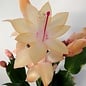 Schlumbergera-Hybr. `Thor Sophia