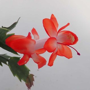 Schlumbergera-Hybr. Thor Olivia