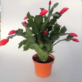 Schlumbergera-Hybr. Thor Olivia