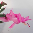 Schlumbergera-Hybr. Thor Carolyne