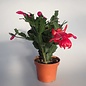 Schlumbergera-Hybr. Thor Olga