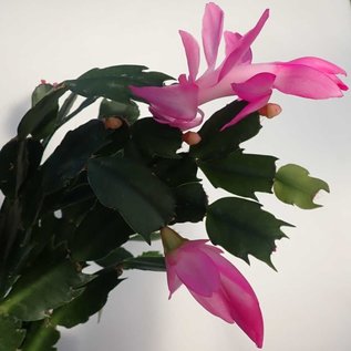 Schlumbergera-Hybr. Thor Ida