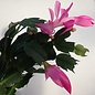 Schlumbergera-Hybr. Thor Ida