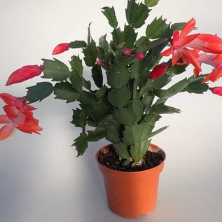 Schlumbergera-Hybr. Thor Olivia