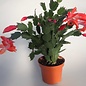 Schlumbergera-Hybr. Thor Olivia