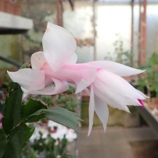 Schlumbergera-Hybr. Thor Cecilie