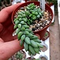 Sedum morganianum