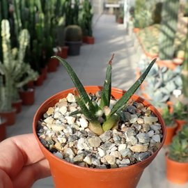 Ariocarpus agavoides      CITES, not outside EU