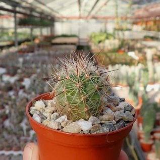 Thelocactus lausseri