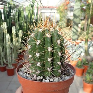 Trichocereus pasacana