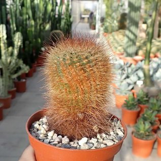 Notocactus bommeljei