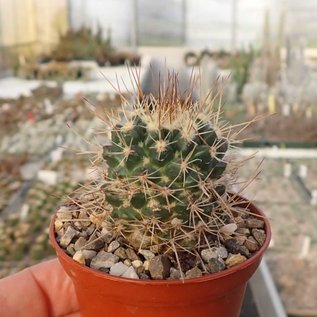 Mammillaria beiselii   Arteaga, Michoacán, MEX