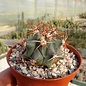 Ferocactus diguetii