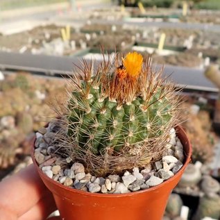 Parodia formosa  FR 735 Margarita, Tarija, Bolivien