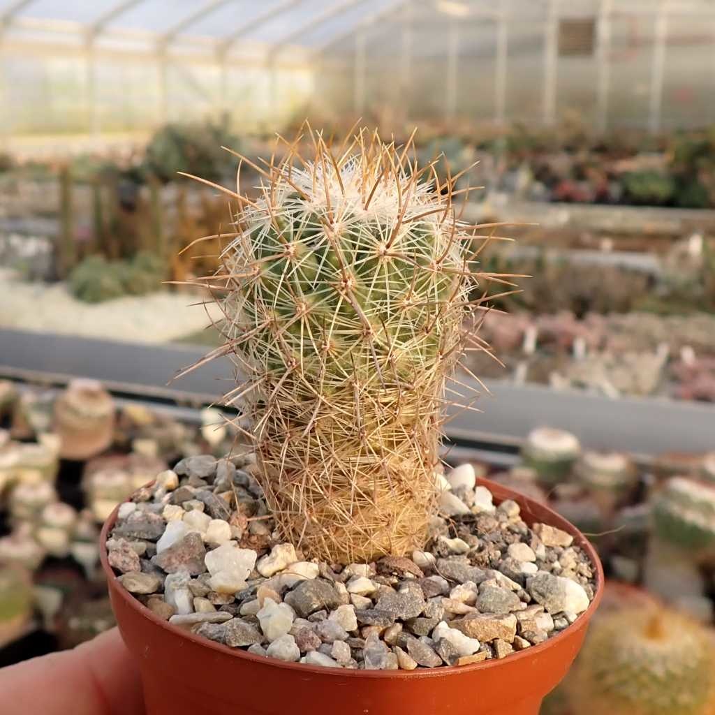 Balkonda tangada jinsiy aloqa