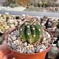 Echinopsis rhodotricha