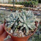 Dudleya greenei