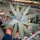 Dudleya brittonii