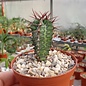 Euphorbia virosa