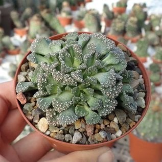 Titanopsis calcarea